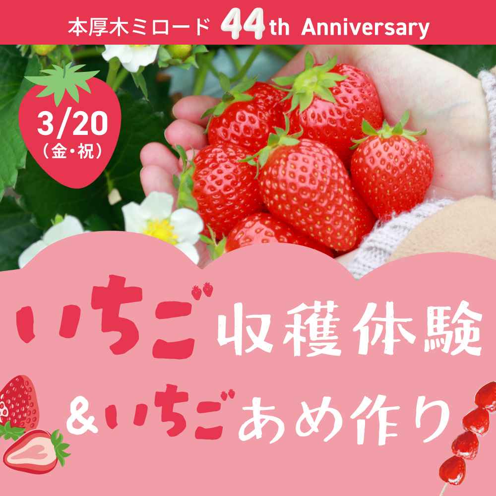 イメージ：いちご収穫体験＆いちごあめ作り