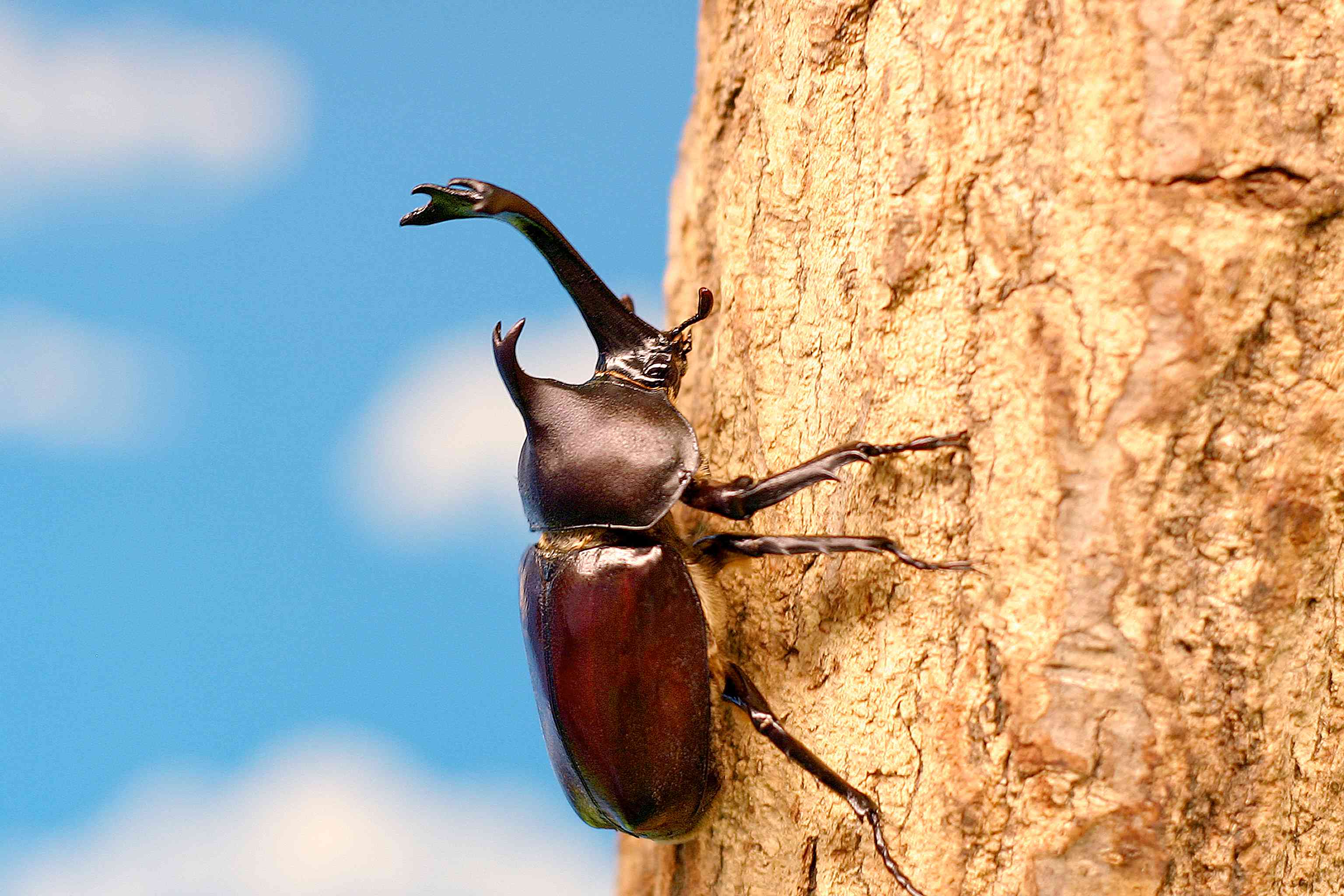 生き物の生態を知る「カブトムシつかみどり」