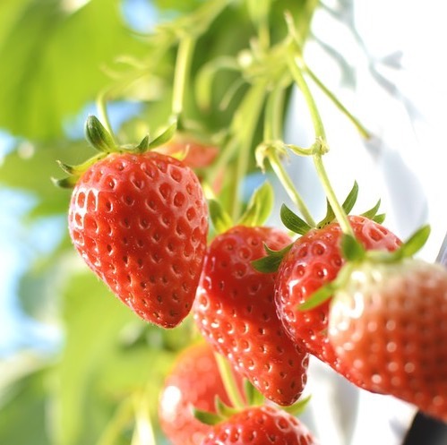 イメージ：自分でつんだいちごはちょっぴり特別！「いちご収穫体験」