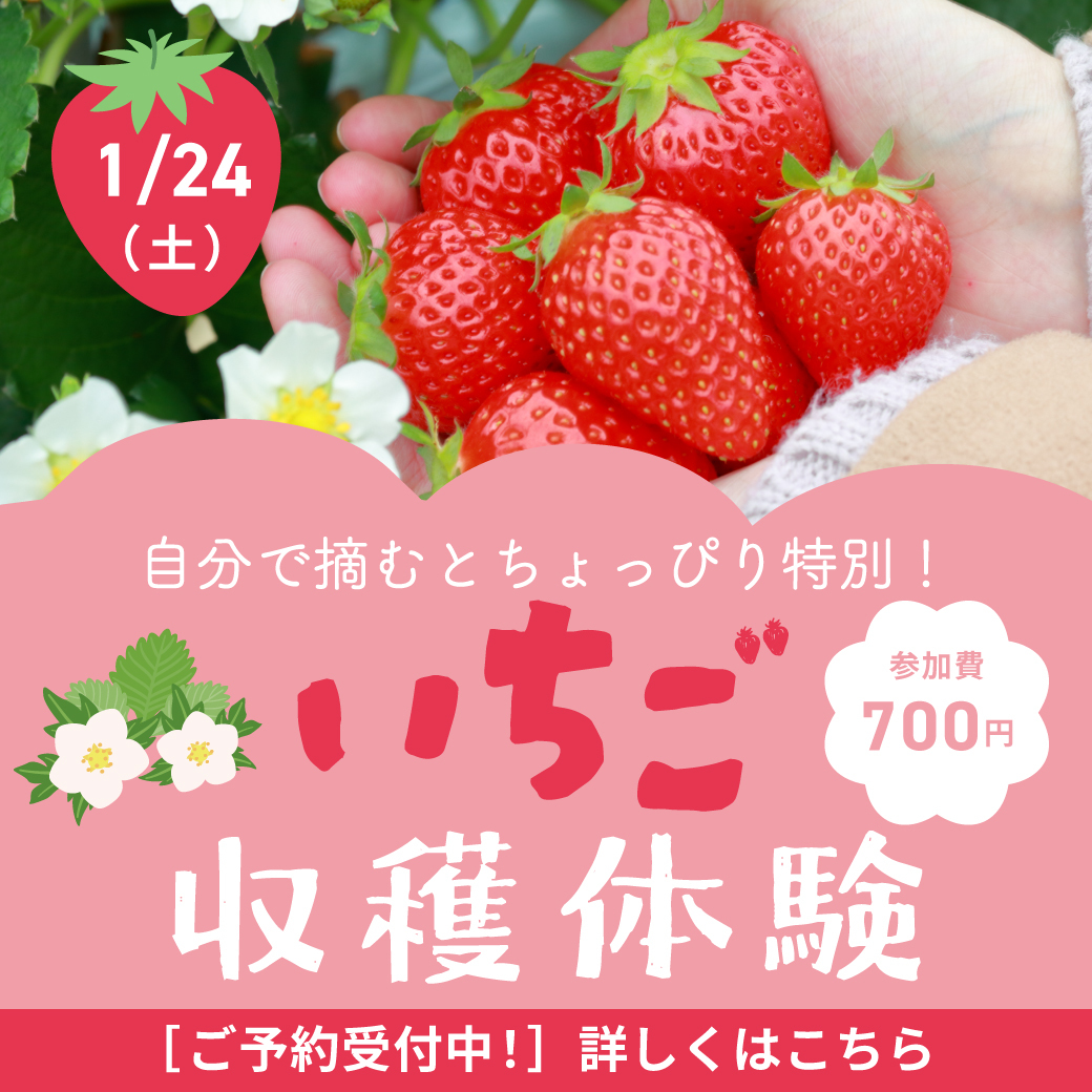イメージ：自分でつんだいちごはちょっぴり特別！「いちご収穫体験」
