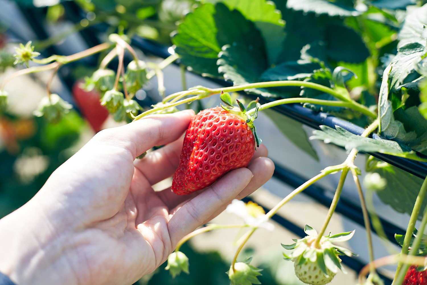 イメージ：出張いちご狩り開催！